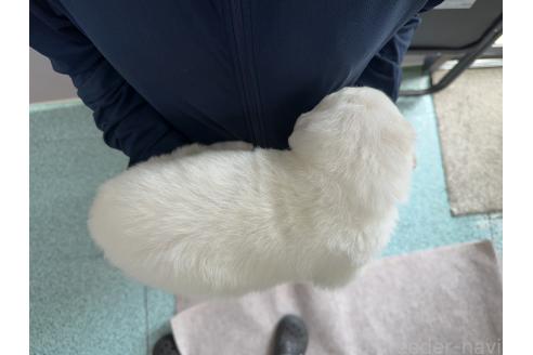 販売中の千葉県のグレートピレニーズ-394901の3枚目